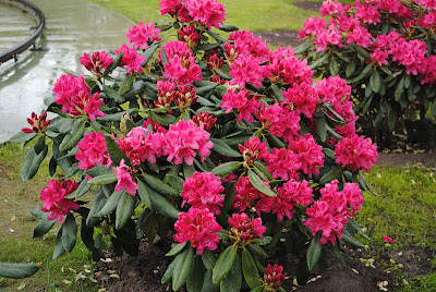 Rhododendron Nova Zembla care