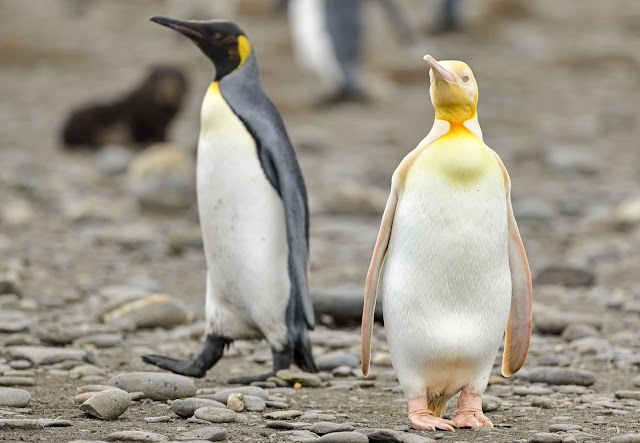 O raro pinguim-rei amarelo