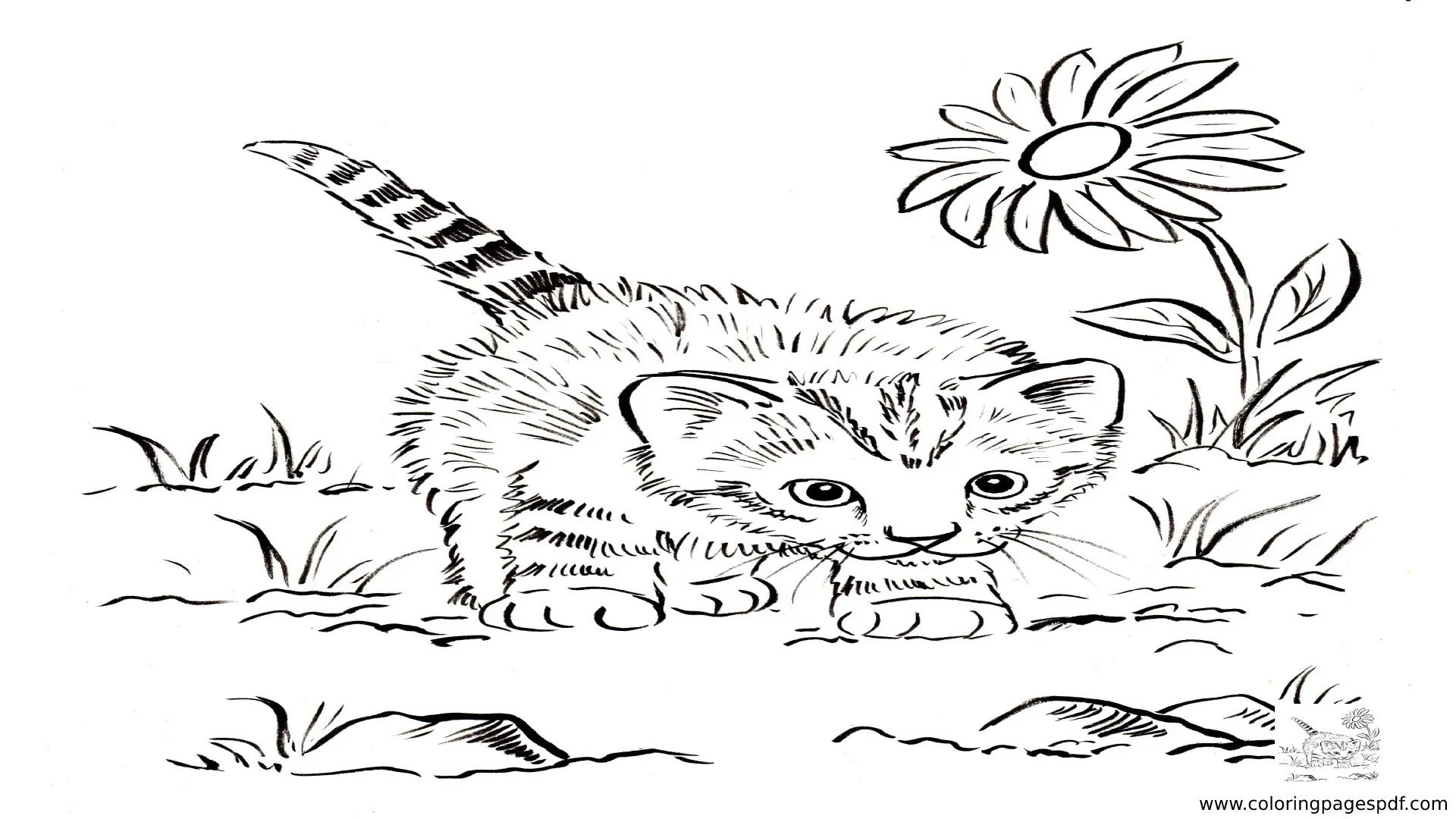 New Cats Coloring Pages