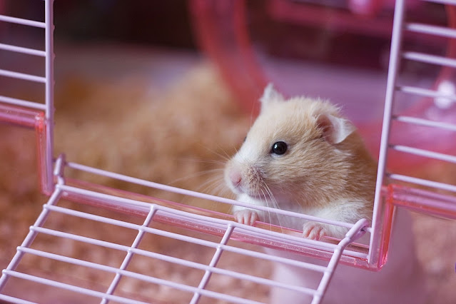 5 Helpful Tips In Selecting a Hamster