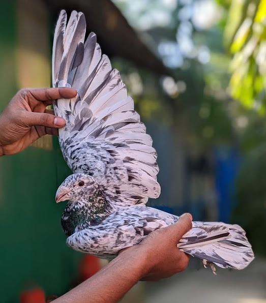 ইমপোর্টেড কবুতর