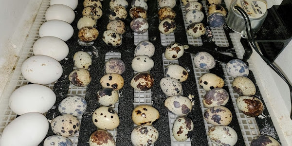 How Long Does It Take For Quail Eggs To Hatch