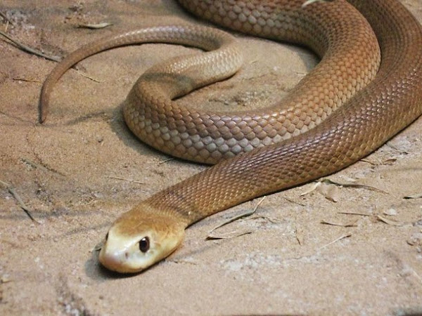 A cobra mais venenosa do mundo Taipan-do-interior