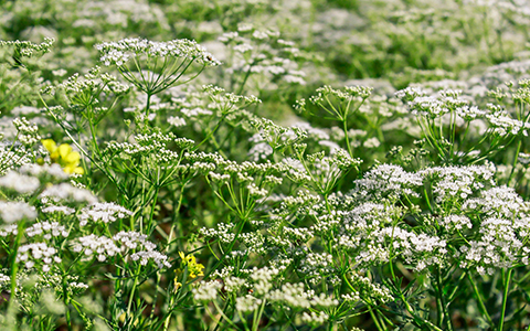 Pimpinella anisum species for your alpharetta georgia garden