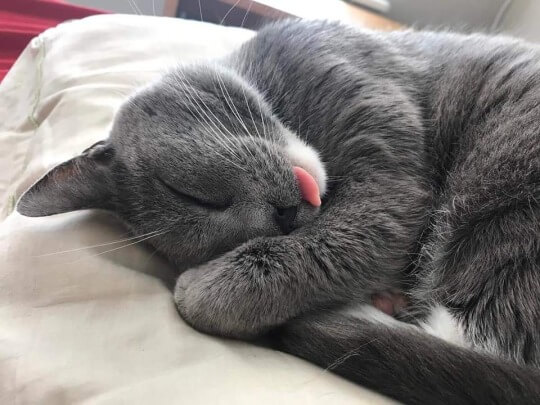 Funny Cats Shows Their Tongue