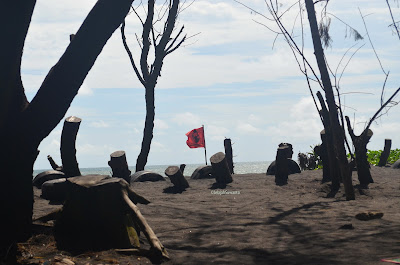 kayu cemara udang Pantai Goa Cemara Bantul | ©Jelajahsuwanto