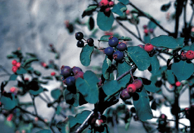 Ирга ольхолистная (Amelanchier alnifolia)
