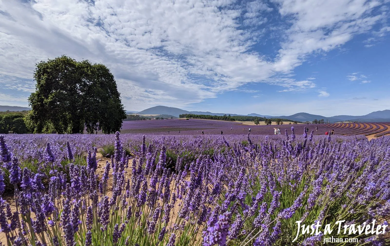 塔斯馬尼亞-塔斯馬尼亞景點-推薦-布萊德斯托薰衣草農場-塔斯馬尼亞自由行景點-塔斯馬尼亞旅遊景點-澳洲-Tasmania-Tourist-Attraction-Bridestowe-Lavender-Farm-Travel-Australia