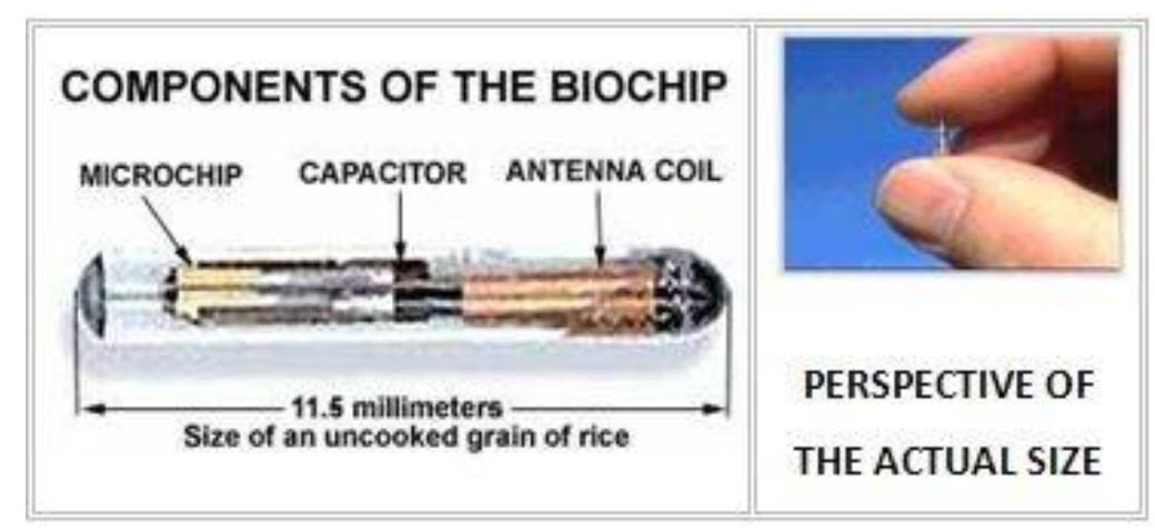 Components of Biochip