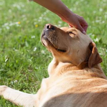 Close up of a golden Labrador dog being stroked on their head