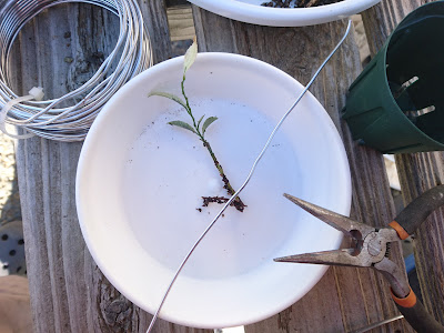 小さな株　植え付け　植え替え