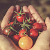 Is Tomato Mask Good For Face?