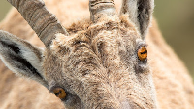 Closeup photo of a horned goat