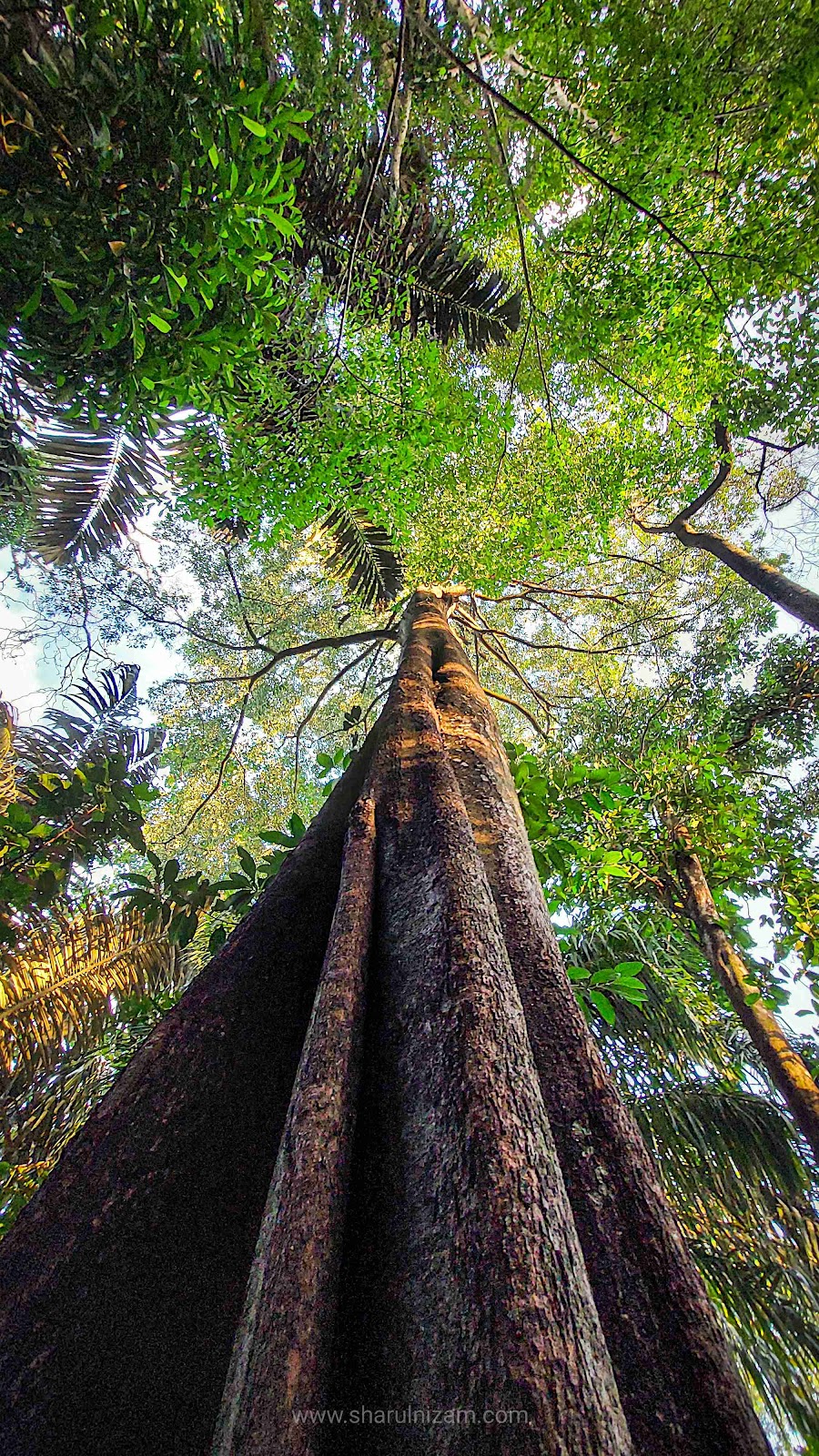 Trekking Ke Taman Tugu Trail Kuala Lumpur Bersama Keluarga