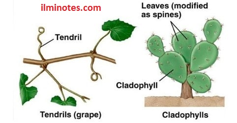 Types Of Leaves