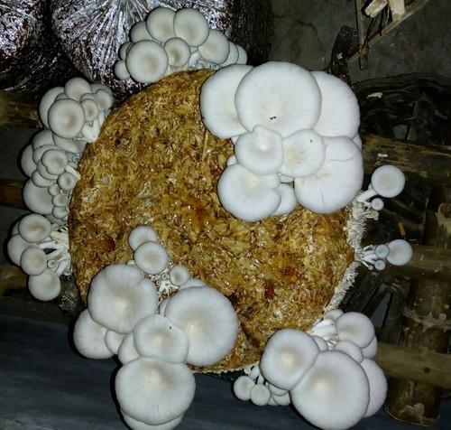 Organic mushroom cultivation ppt | Mushroom farming | Biobritte mushrooms