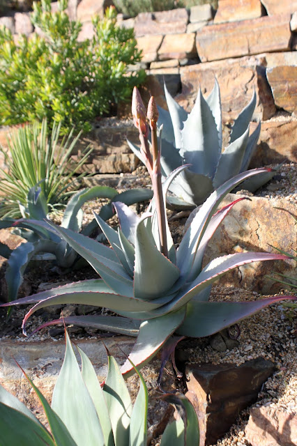 Aloe rubroviolacea (Arabian Aloe) with bloom stalk