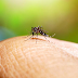 Tipo da dengue mais disseminado no mundo é detectado no Brasil pela 1ª vez