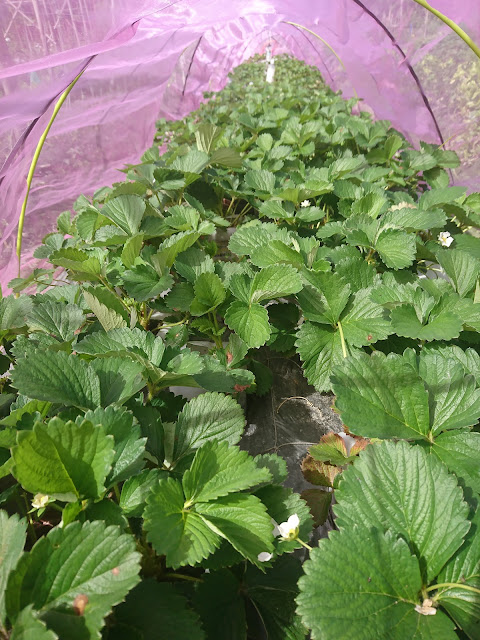 草莓，生長記錄，隧道式網室Strawberry, Growth Record, Tunnel Net Chamber