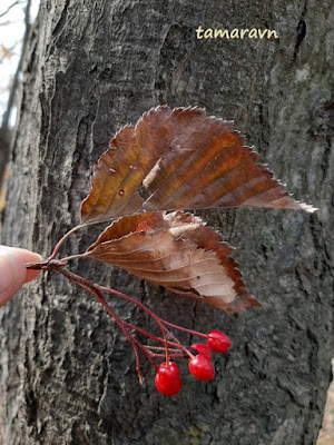 Мелкоплодник ольхолистный / Рябина ольхолистная (Micromeles alnifolia, =Sorbus alnifolia)