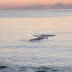  Φάλαινα στον Άλιμο: Ελεύθερη να κολυμπήσει– Σε επιφυλακή οι διασώστες για 48 ώρες