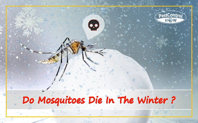 do-mosquitoes-die-in-the-winter