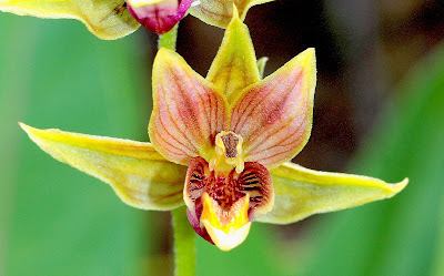 Epipactis gigantea - Stream orchid - Giant helleborine - Chatterbox care