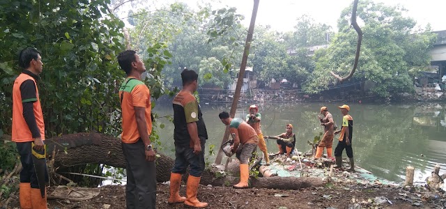 Kepala Regu UPS Edo dan Pemantau Robiyulla Pane (badan air dinas lingkungan hidup) Kec Penjaringan Kerja Nyata Bersihkan Pohon Tumbang di Tepian Sungai Baja