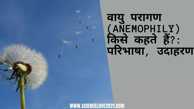 वायु परागण (Anemophily) किसे कहते हैं?: परिभाषा, उदाहरण|hindi