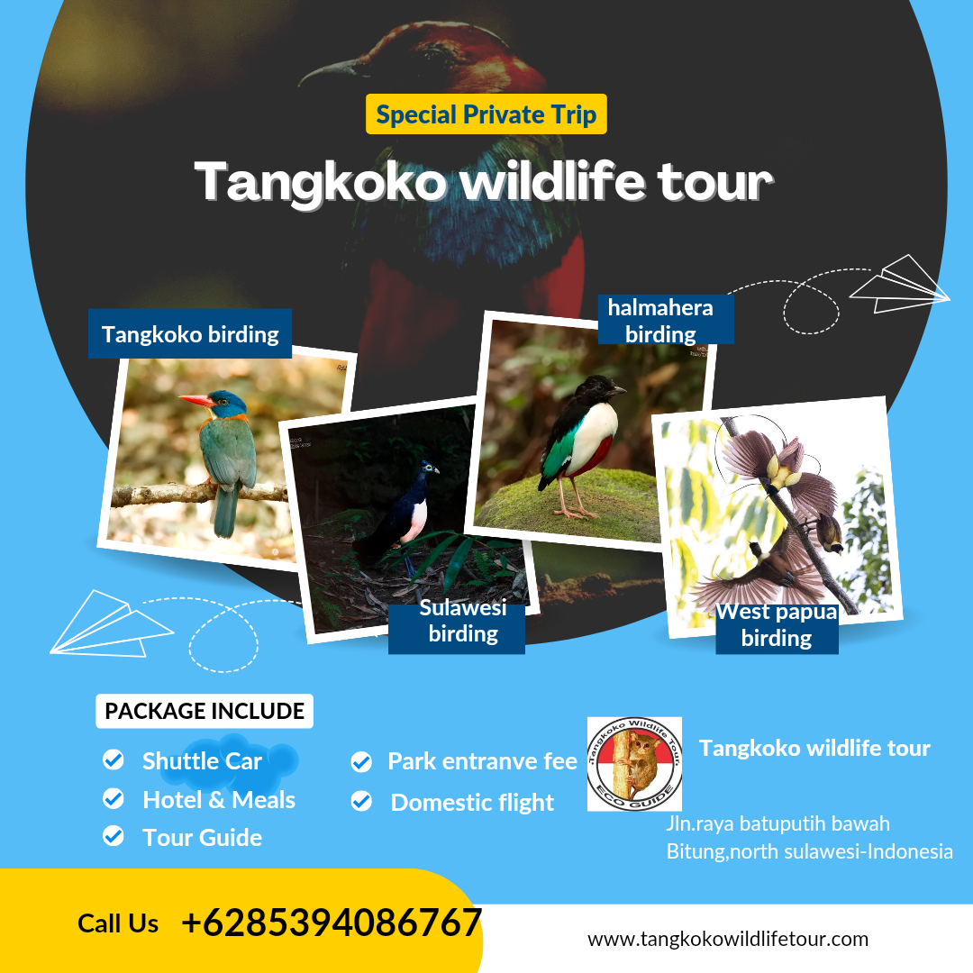 Tangkoko Wildlife Tour