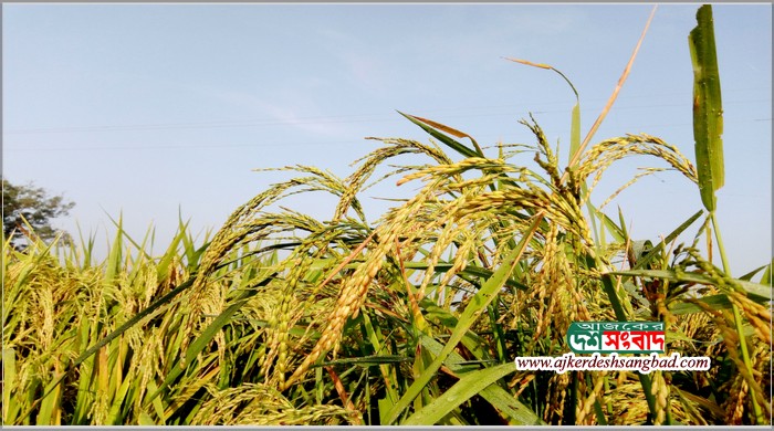 নওগাঁয় আমন ধানের ডগায় হেমন্তের শিশির বিন্দু