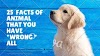 8  “Facts” About Animals You Have All Wrong