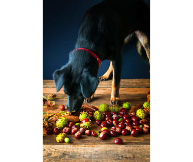 Black and tan crossbreed dog wearing a red collar sniffing at chestnuts