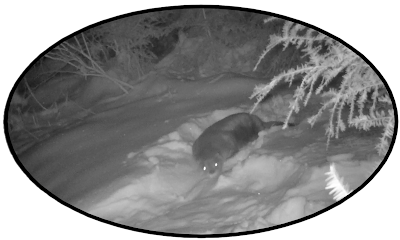 Otter in Snow