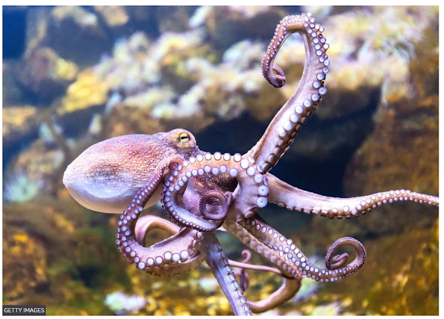 The world's first octopus ranch - would it be advisable for it to go on?