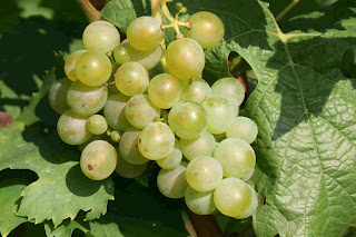 Types of grape