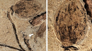 Σπουδαία ανακάλυψη στην Κίνα: Βρέθηκε απολιθωμένος ανθός λουλουδιών 130 εκατ. ετών