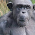 Wellington Zoo's 35-year-old chimpanzee dies