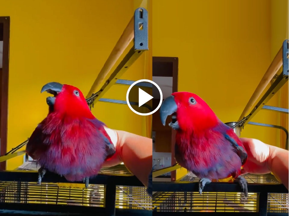 Parrot Sings iPhone Ringtone exactly the Same