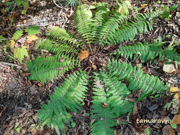 Щитовник толстокорневищный (Dryopteris crassirhizoma) готовится к холодам