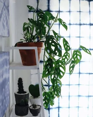 A Monstera obliqua também conhecida como Imbé-Furado-Miúdo, é uma planta trepadeira de grande porte que ornamenta muito bem os interiores e exteriores de casas.