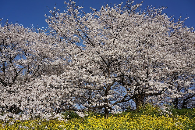 Вишня эдоская (Prunus x yedoensis, =Cerasus x yedoensis)