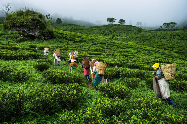 Darjeeling