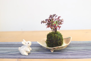 木の葉型の薄い鉢にのせたナンテンの苔玉　うさぎの置物を添えて