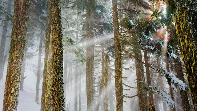 Beautiful Mount Baker Trees Nature Wallpape