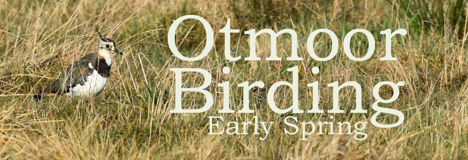 Otmoor Birding