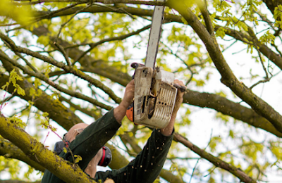 Tree pruning