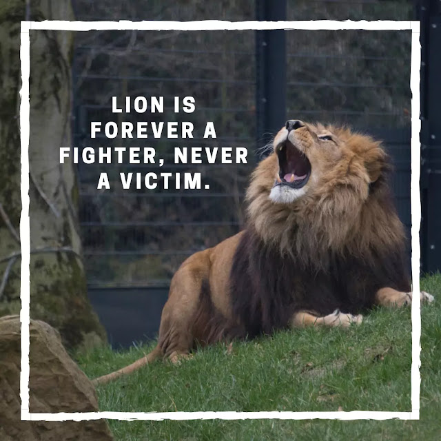Lion Whatsapp DP Images with Quotes