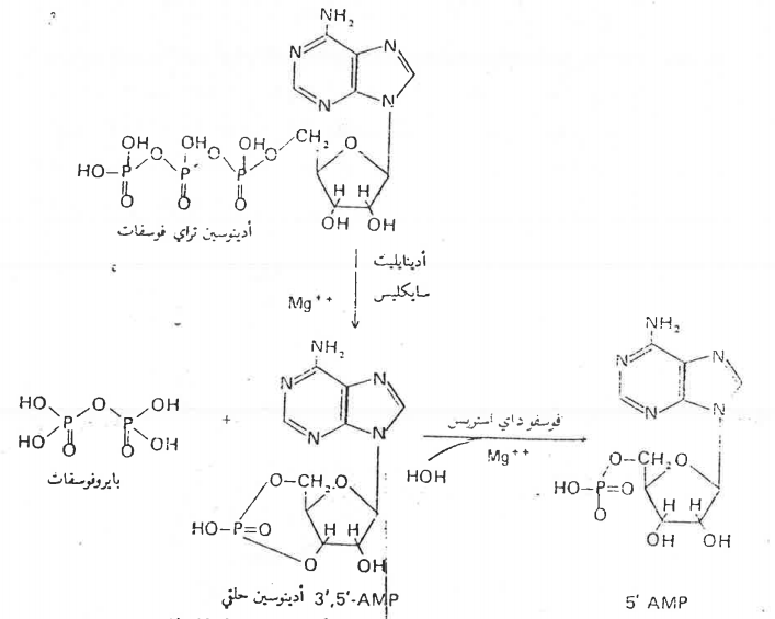 شکل (3 - 8) ترکیب نیوکلیوتید ثناني تظهر فيه الأسرة 3-5 فوسفات ثنائية الاستر