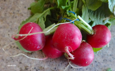 radishes, Raphanus sativus